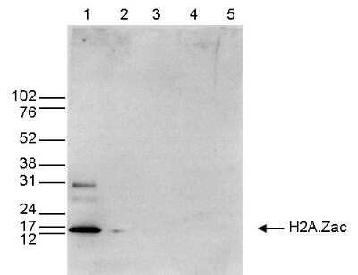 Western Blot: Histone H2A.Z [ac Lys7, ac Lys11, ac Lys4] Antibody [NBP3-18689]